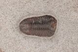 Two Complete Crinoid Fossils With Trilobite - Morocco #221659-2
